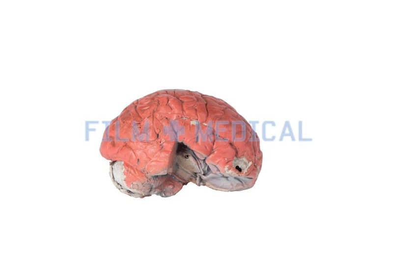 Human Brain Model